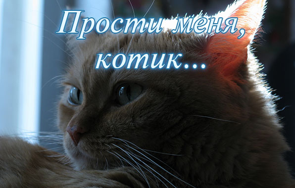 Прости меня, котик..