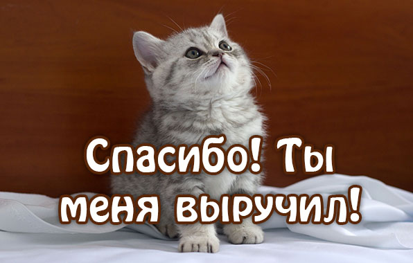 Спасибо! Ты меня выручил!