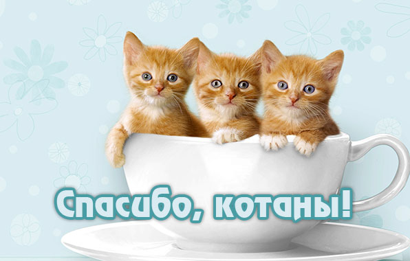 Спасибо, котаны!