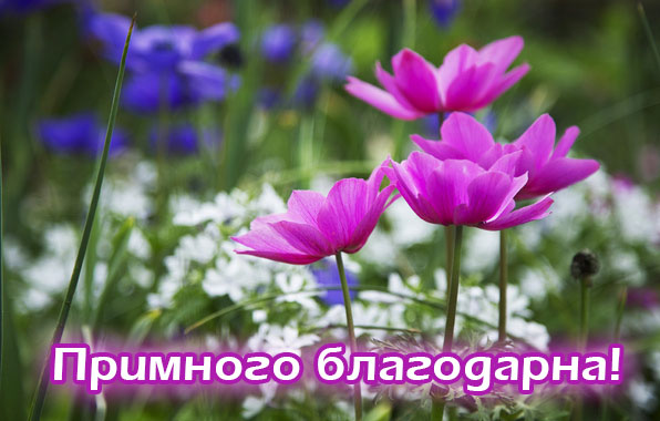 Примного благодарна!