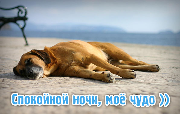 Спокойной ночи, моё чудо