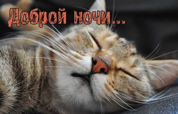 Доброй ночи..