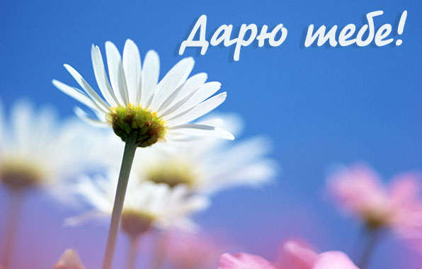 Дарю тебе