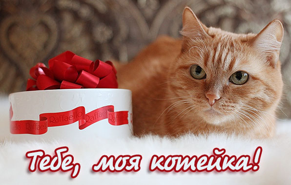 Тебе, моя котейка