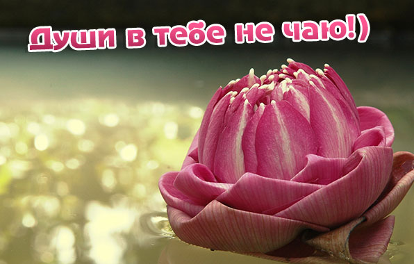 Души в тебе не чаю!
