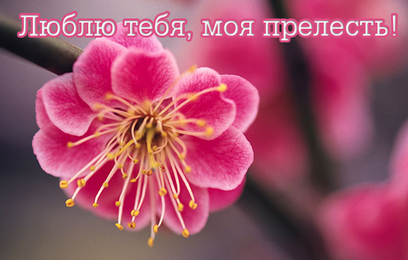 Люблю тебя, моя прелесть