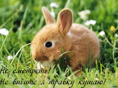 Не смотреть! Не видите я кушаю!