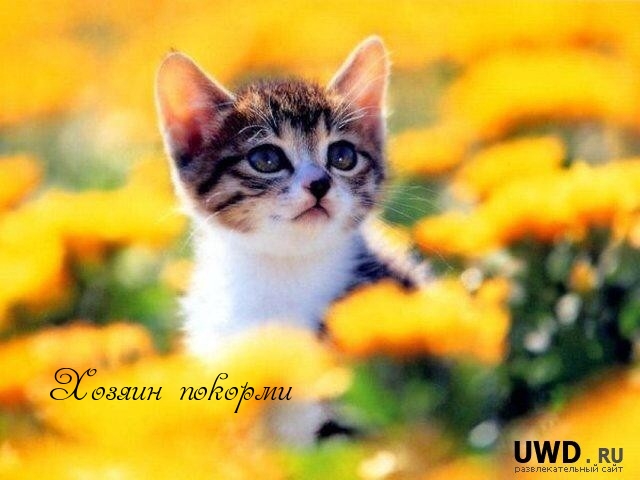 Хозяин покорми