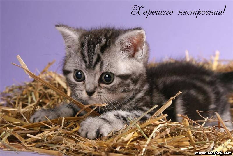 Хорошего настроения!