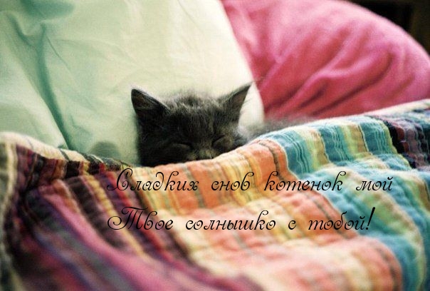Сладких снов котенок мой