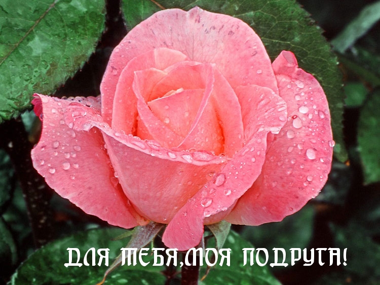 ДЛЯ ТЕБЯ,МОЯ ПОДРУГА!