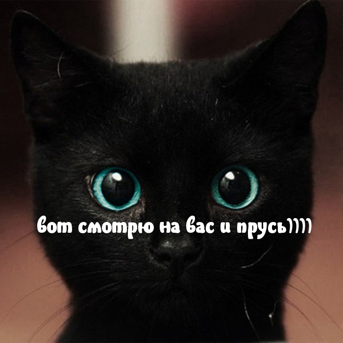 смотрю на вас и прусь