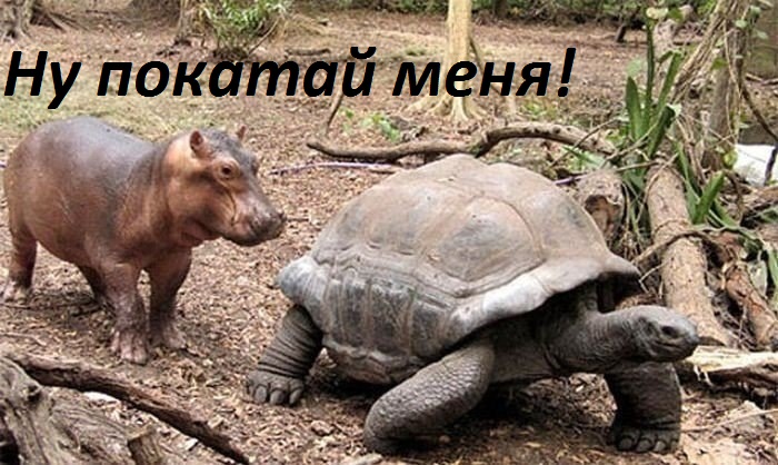 Ну покатай меня!