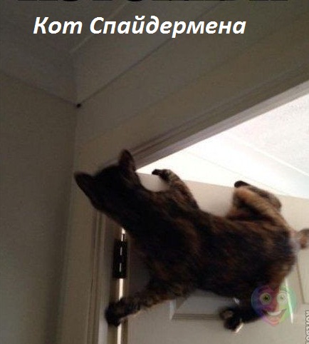Кот спайдермена