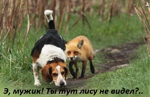 лису не видел?
