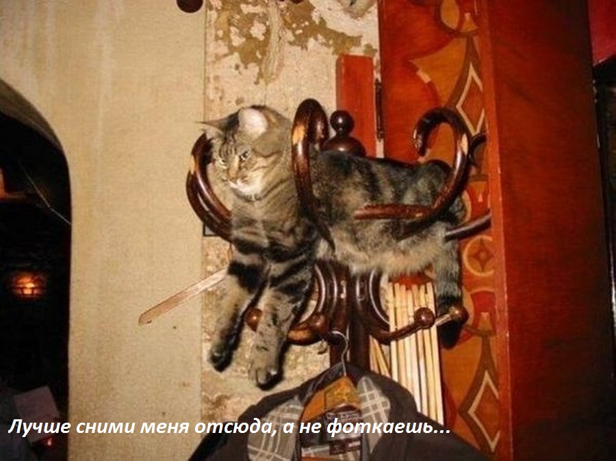 Картинки с надписями.  Лучше сними меня.