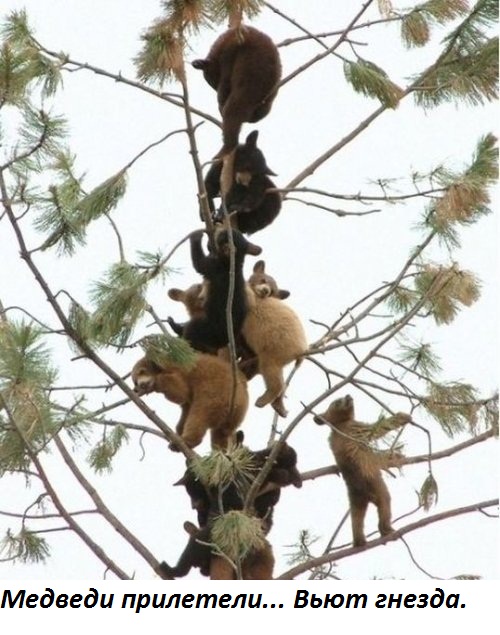 Медведи прилетели… Вьют гнезда