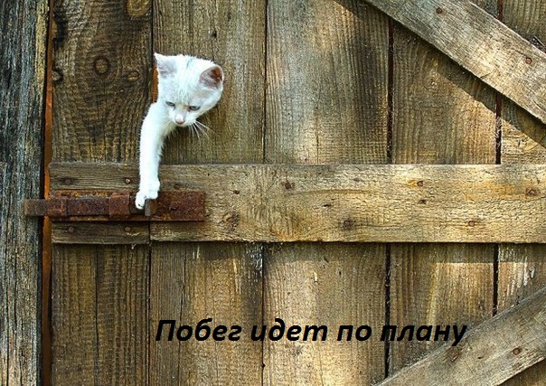 Картинки с надписями.  Побег идет по плану.