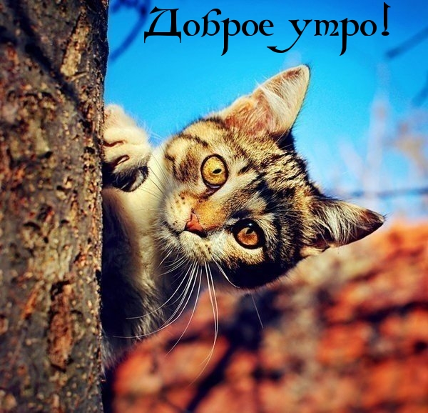 Доброе утро!