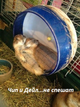 Чип и Дейл..не спешат