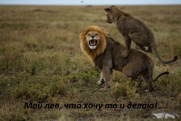 Мой лев, делаю что хочу!