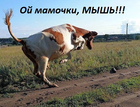 Ой, мамочки, МЫШЬ!!!