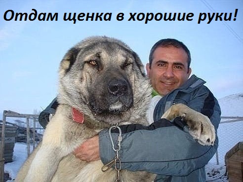Отдам щенка в хорошие руки!