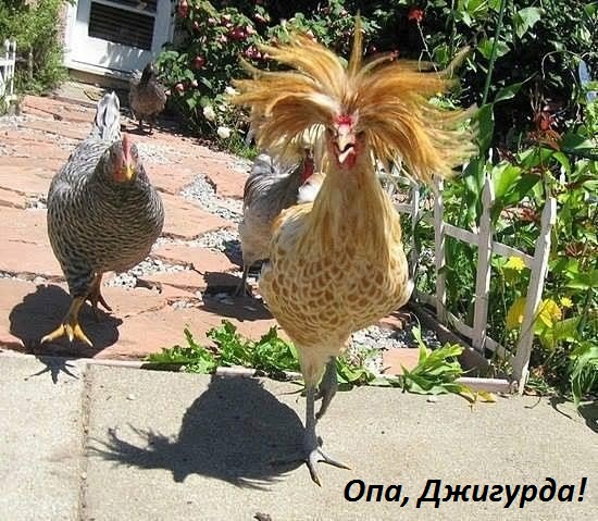 Опа, Джигурда!