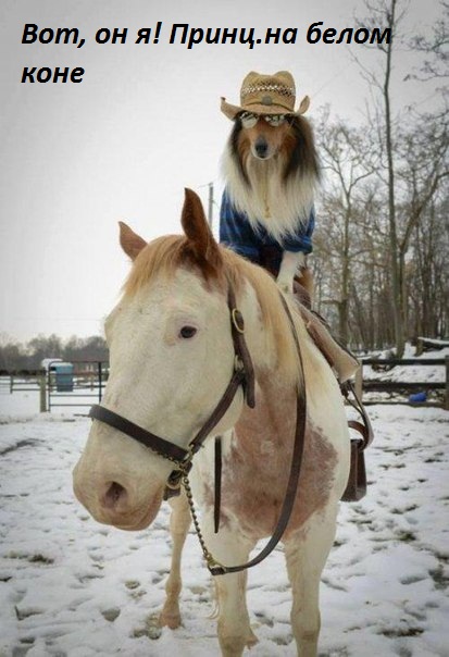 Принц на белом коне