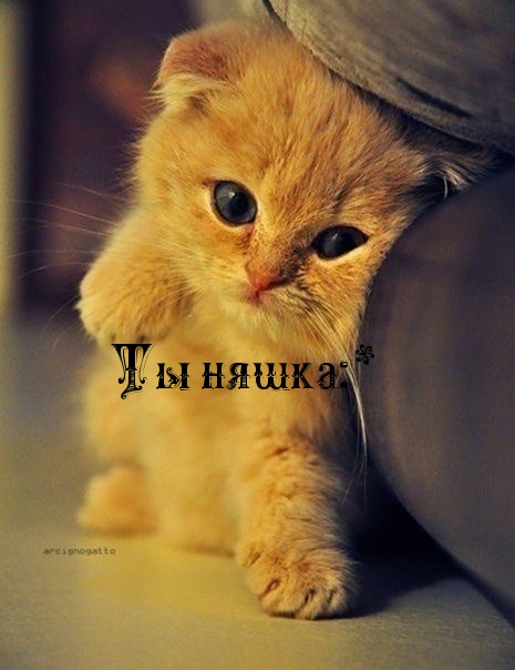 Ты няшка