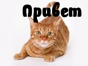 Привет