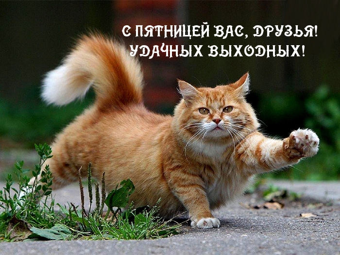 С ПЯТНИЦЕЙ ВАС, ДРУЗЬЯ!
