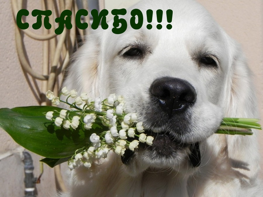 СПАСИБО!!!