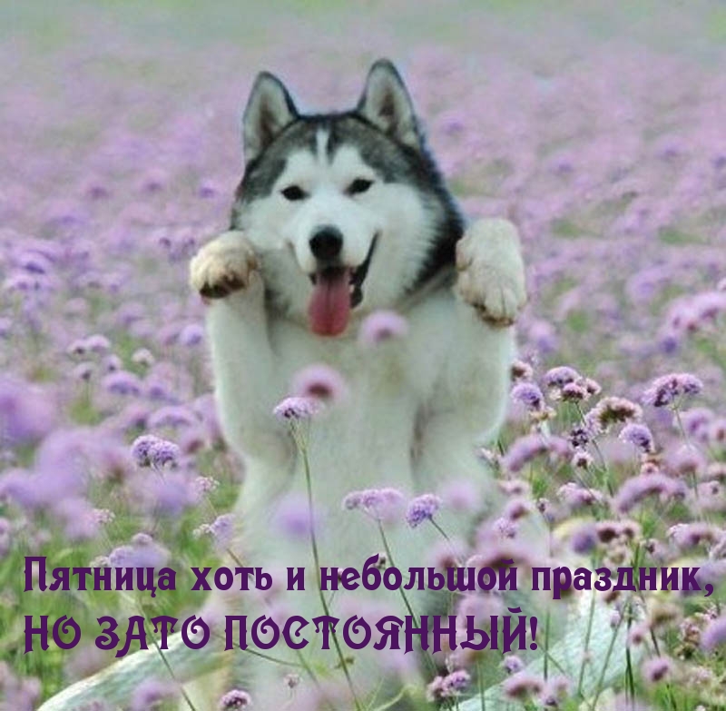 Пятница — постоянный праздник