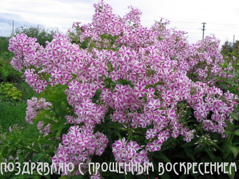 ПОЗДРАВЛЯЮ С ПРОЩЕННЫМ ВОСКРЕСЕНИЕМ