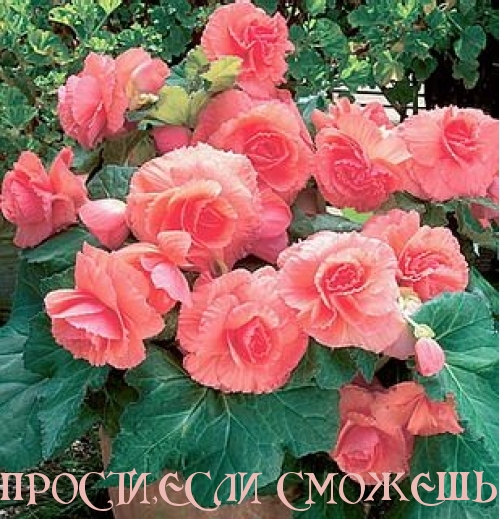 ПРОСТИ,ЕСЛИ СМОЖЕШЬ