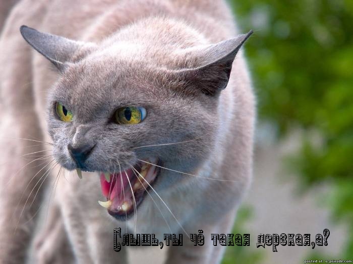 ты чё такая дерзкая, а?