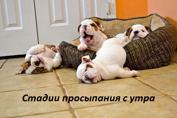Стадии просыпания