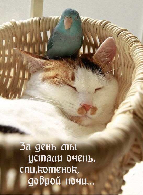 Доброй ночи, котенок