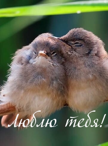 Люблю тебя!