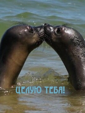 Целую тебя!