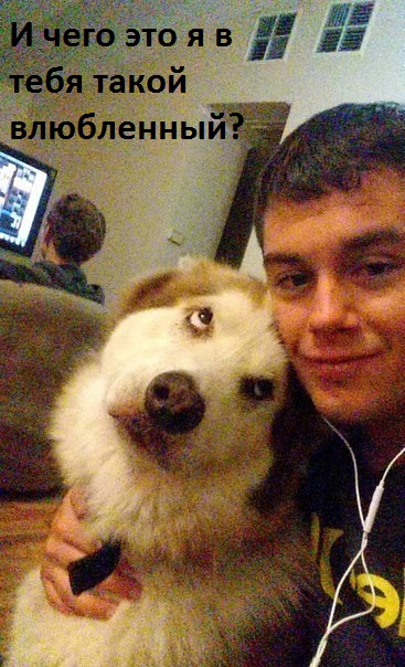 Влюбленный пес
