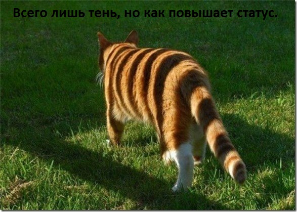 Тень, но «плюс» к имиджу