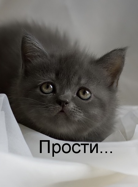 Картинки с надписями.  Прости....