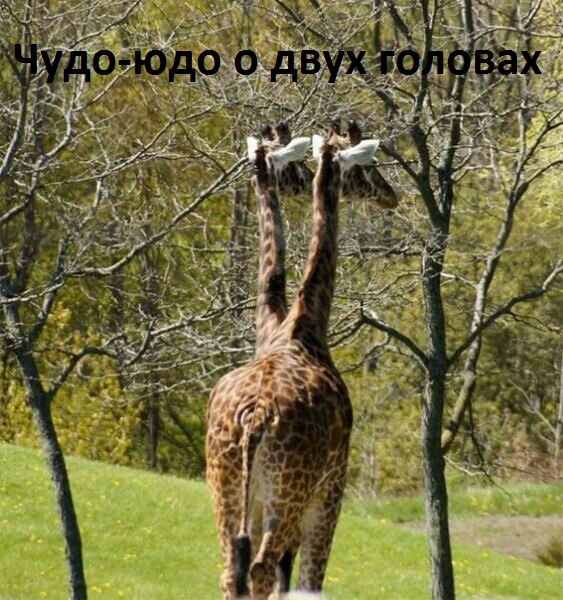 Картинки с надписями.  Двуглавое чудо юдо.