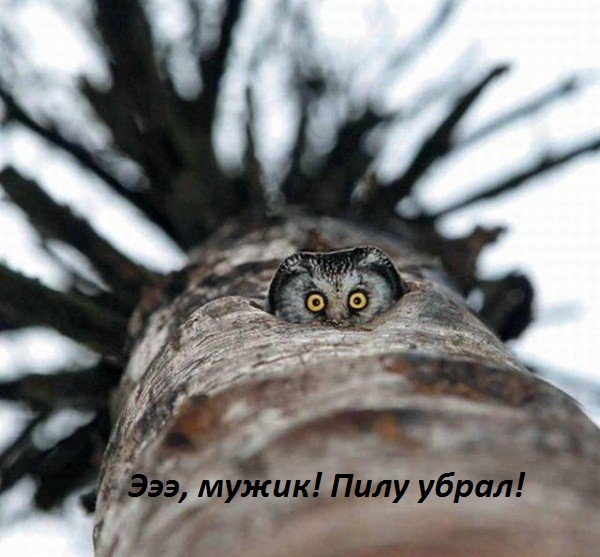 Пилу убрал!