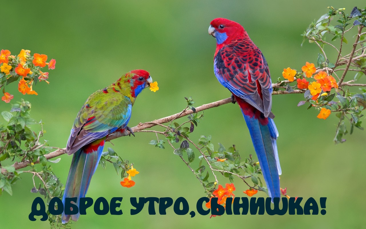 ДОБРОЕ УТРО, СЫНИШКА!