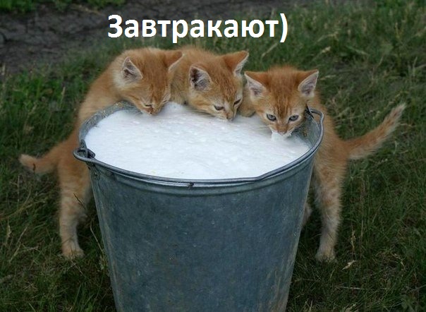 Завтракают)