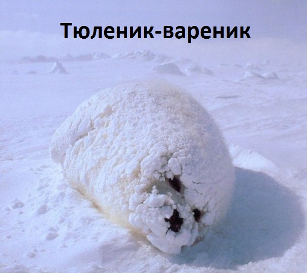 Тюленик-вареник