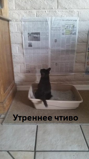 Утреннее чтиво